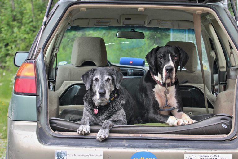 Two big dogs lie in the back of a Subaru