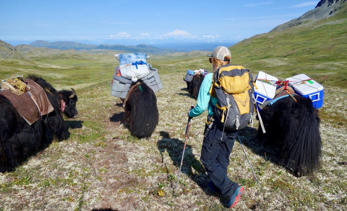 Woman backpacker hikes behind four yaks as they walk through a mountain valley
