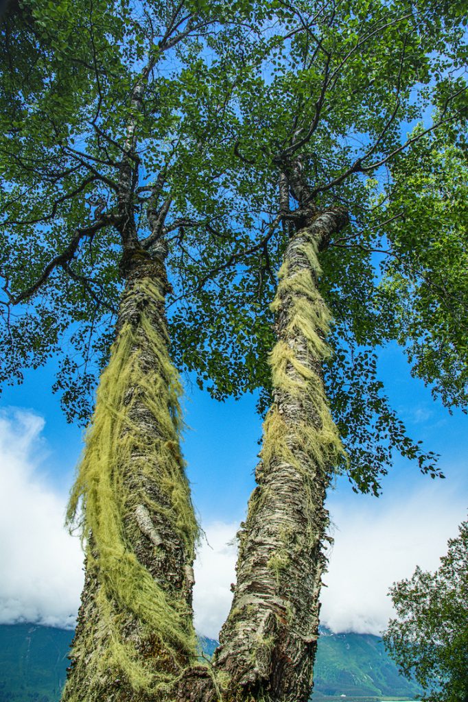 Tree with two trunks is covered in flowing green lichen and has a bright green canopy