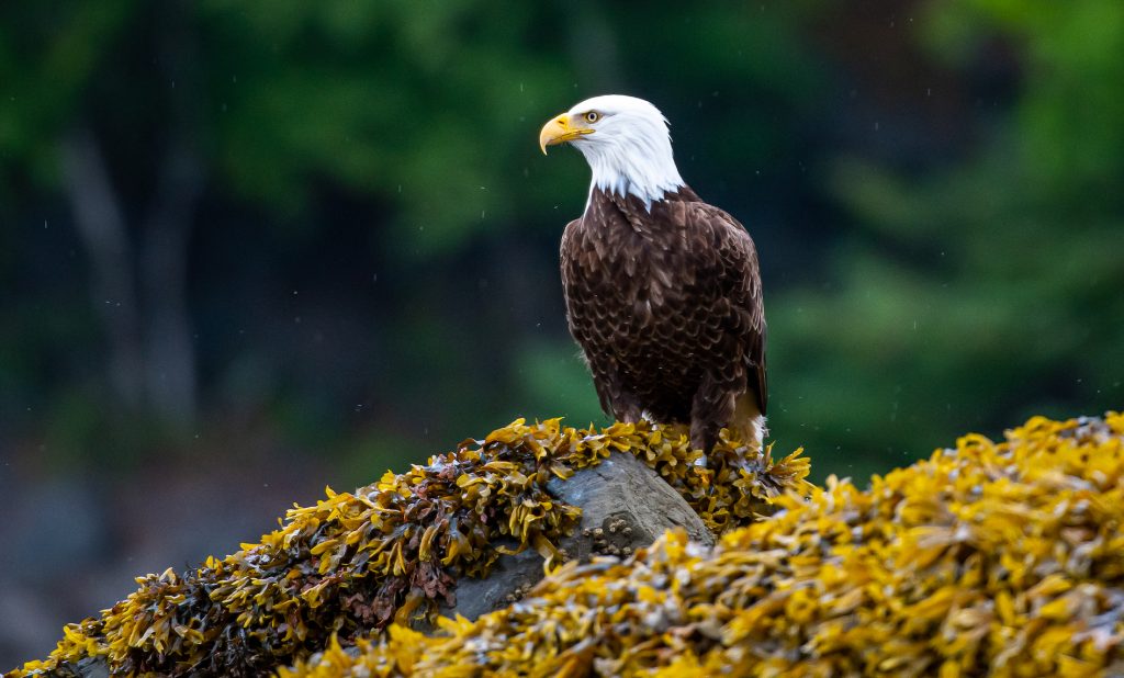 Bald eagle resting on a rock covered in kelp