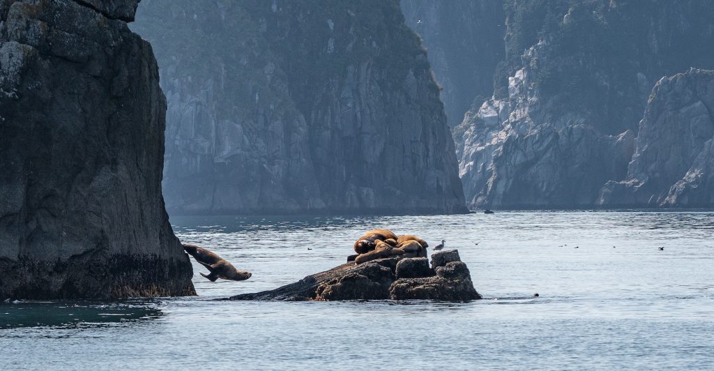 Steller sea lion leaping off rock, other sea lions rest on a small rock nearby, vertical rock cliffs surround ocean