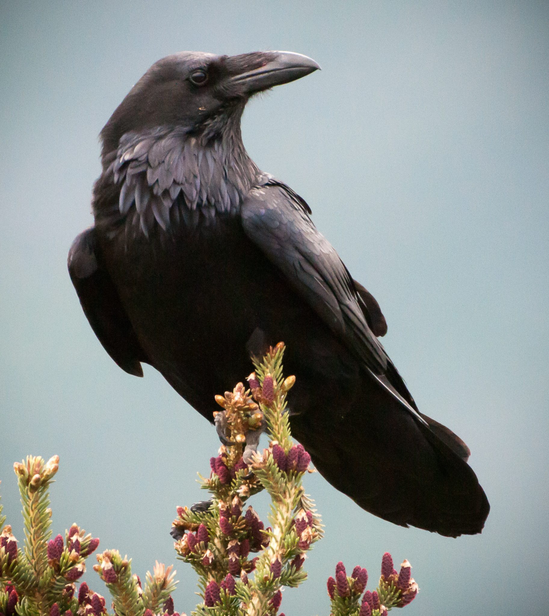 Alaska Magazine Telling Raven Stories