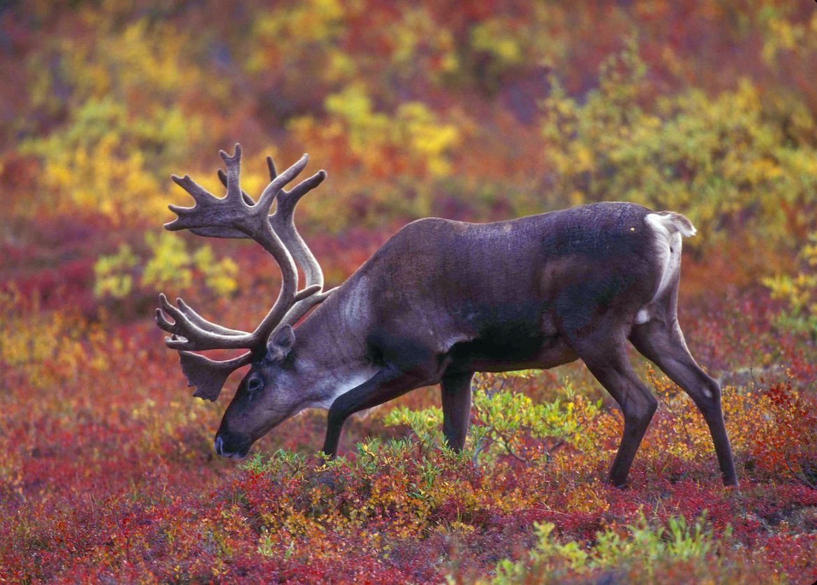 bull caribou grazing on colorful fall tundra