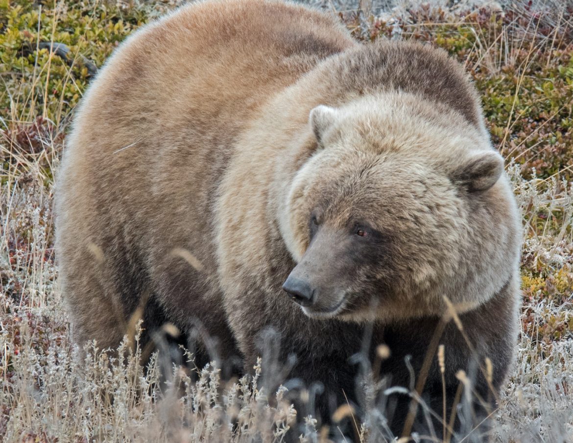 A grizzly bear