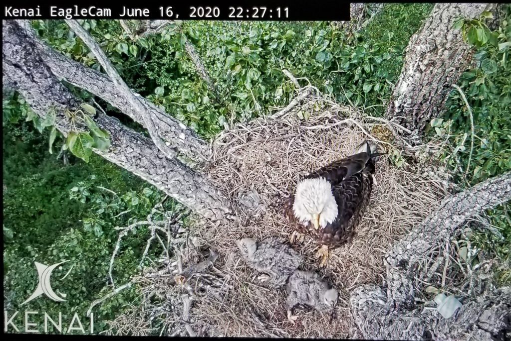 Bald eagle in nest from City of Kenai eagle cam