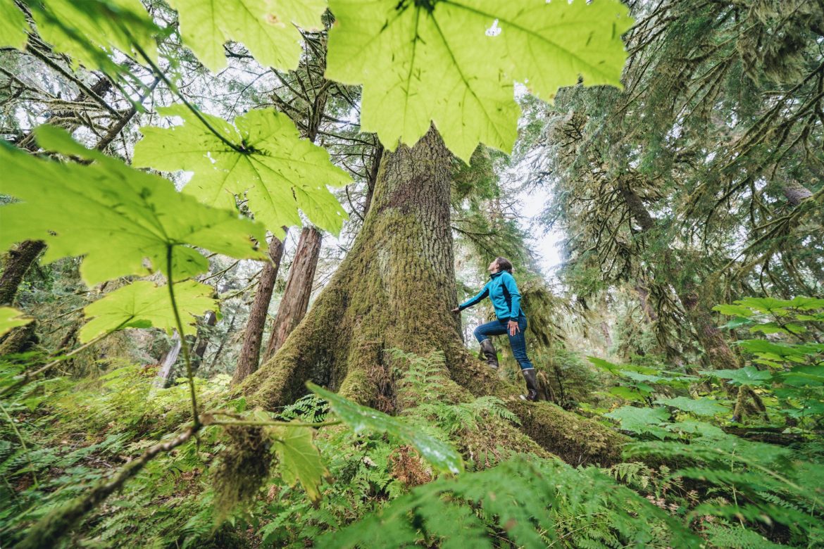 Natalie Dawson standing under a large tree in green old growth forest
