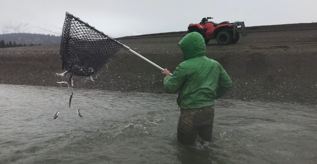 Fishermen uses net to scoop up eulachon