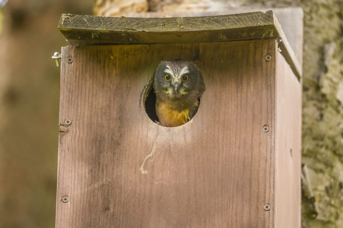 tiny young owl sticks its head out of a wooden nesting box