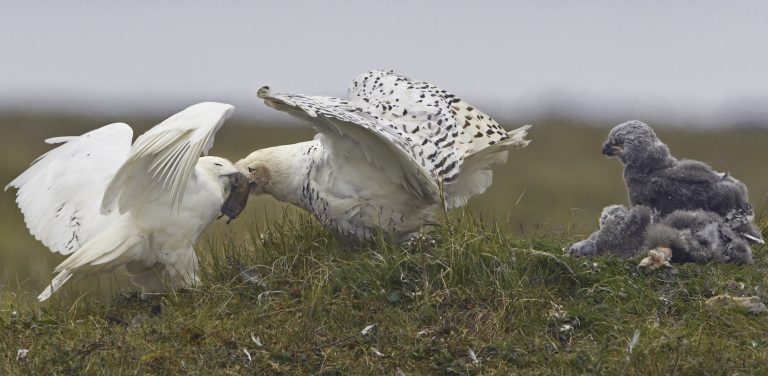 snowy owls at a nest