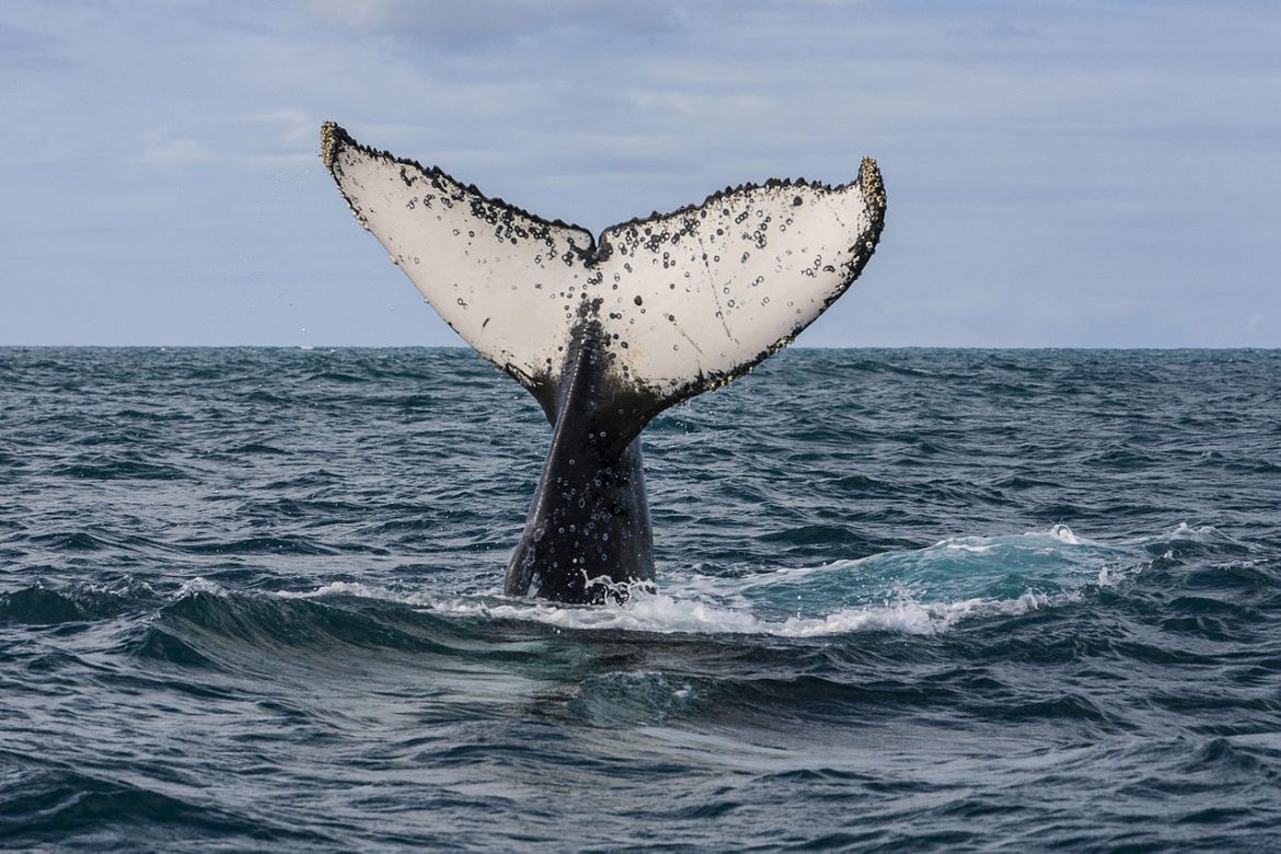 Humpback whale's tail fluke