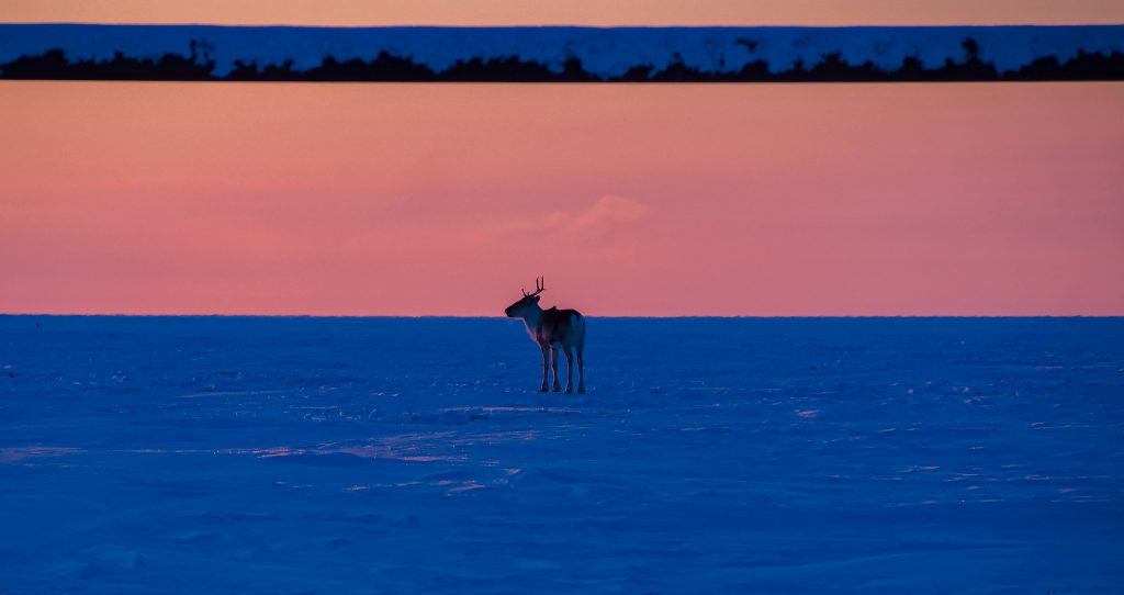 Single caribou stands on snow-covered tundra at twilight with pipeline in the foreground above the caribou.
