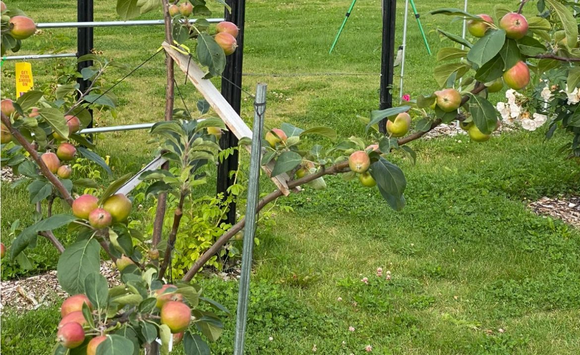 fruit tree