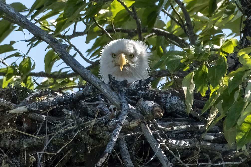 only the head of a bald eagle visible while sitting in nest in branches of tree with green leaves
