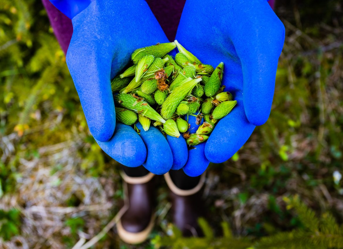 Spruce Tips Give Gustavus a Boost cupped hands in blue gloves holding a pile of spruce tips