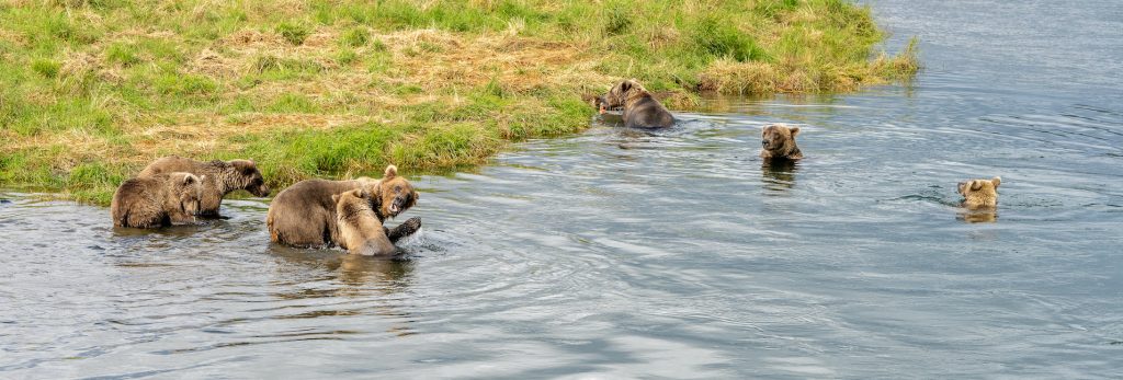 Several bears nearby one another in a river unusual pandemic bear behavior