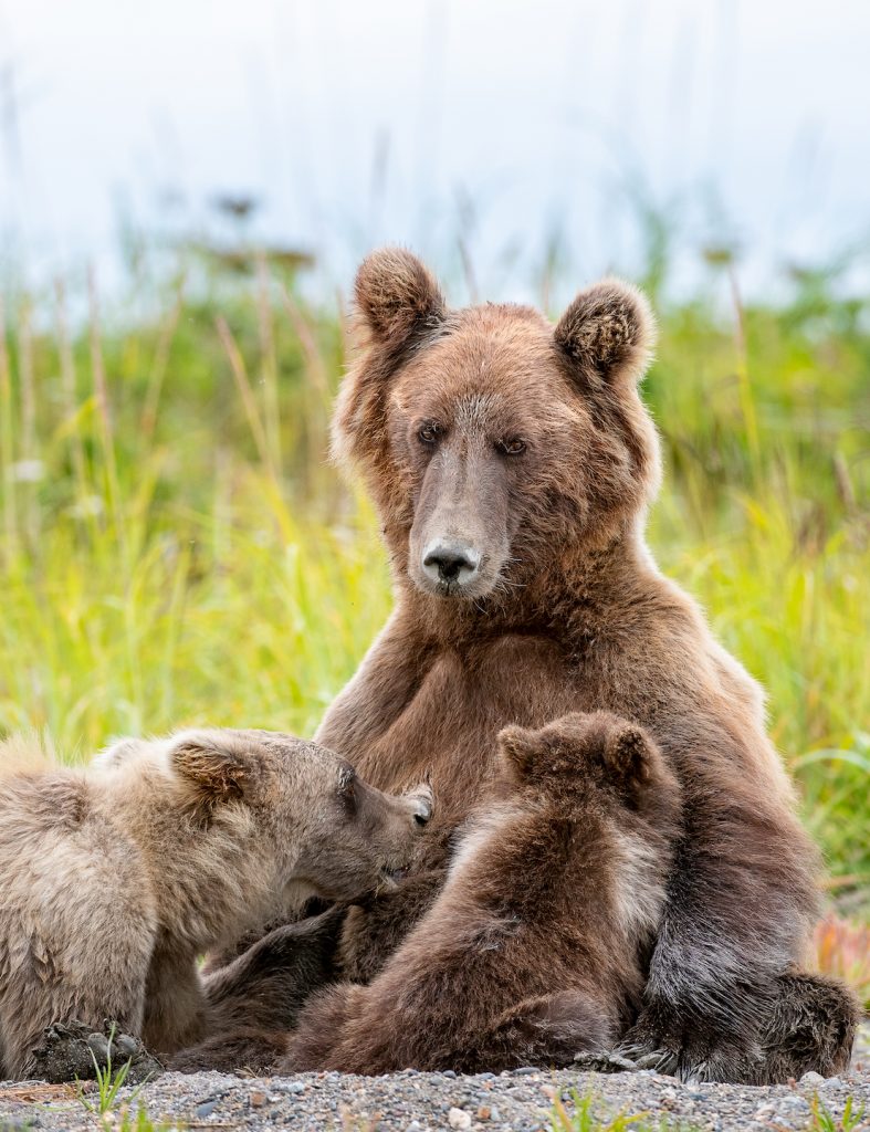 One larger cub and one smaller cub nurse from a bear sitting on its haunches