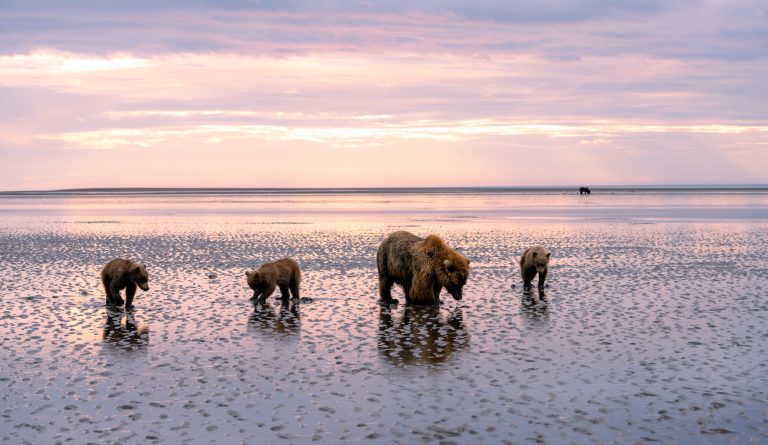 Sow and two cub bears on beach at sunrise