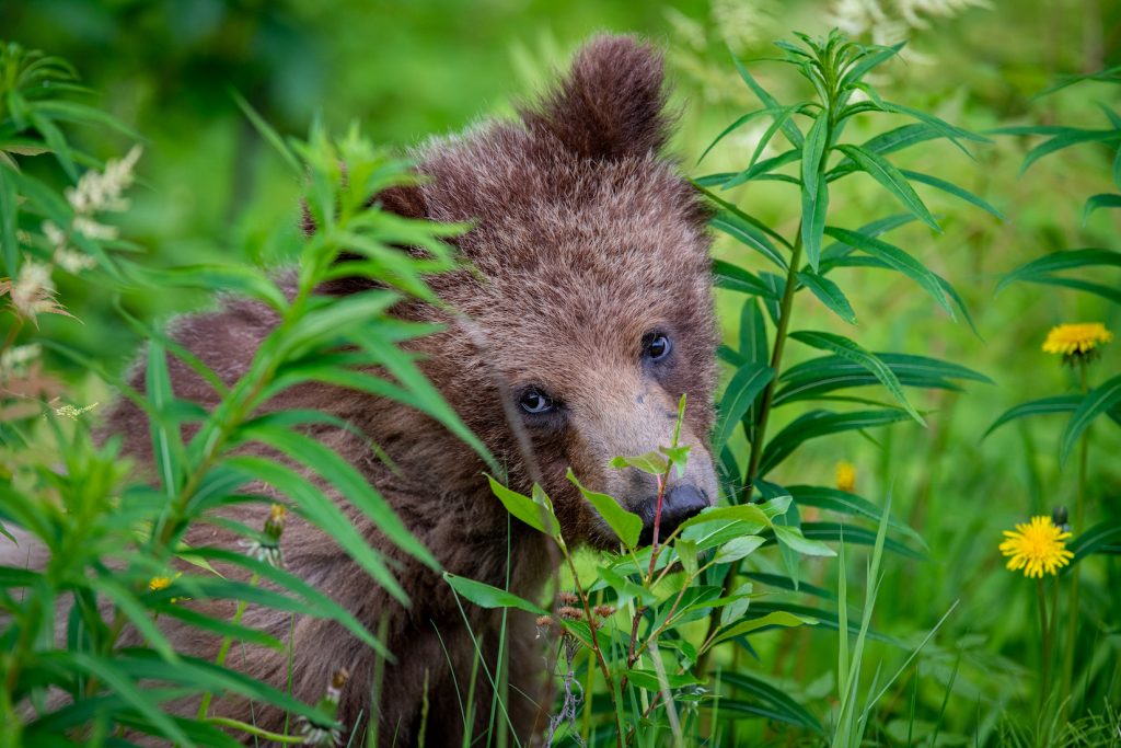 A bear cub among green bushes