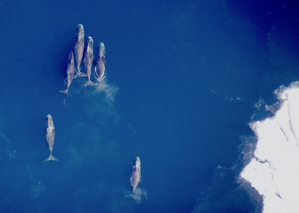 Six bowhead whales swimming in open water next to ice