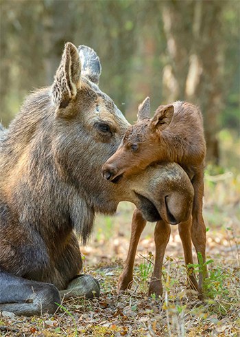 Moose calf standing and wrapping head around its mother's nose while mom is laying down.