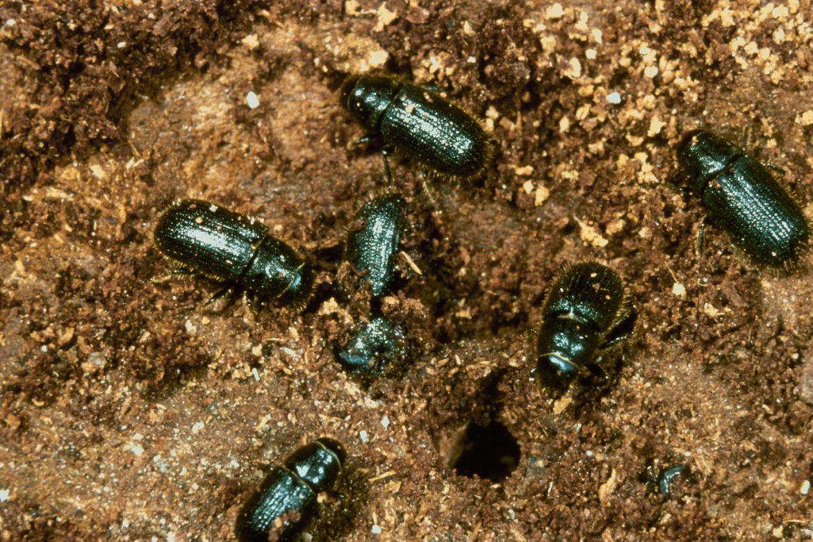 How Spruce Beetles are Changing Forests in Alaska Close up on spruce beetles eating a tree