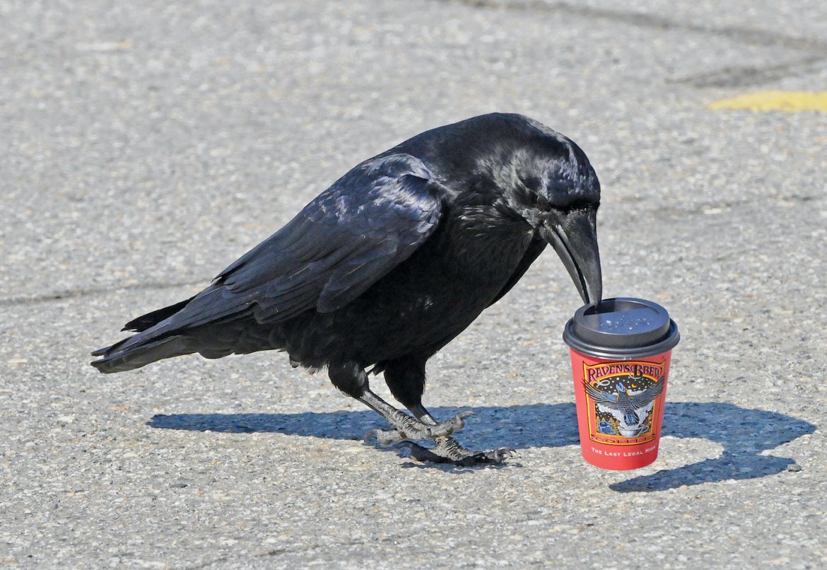 A raven stands on asphalt with a coffee cup in its beak