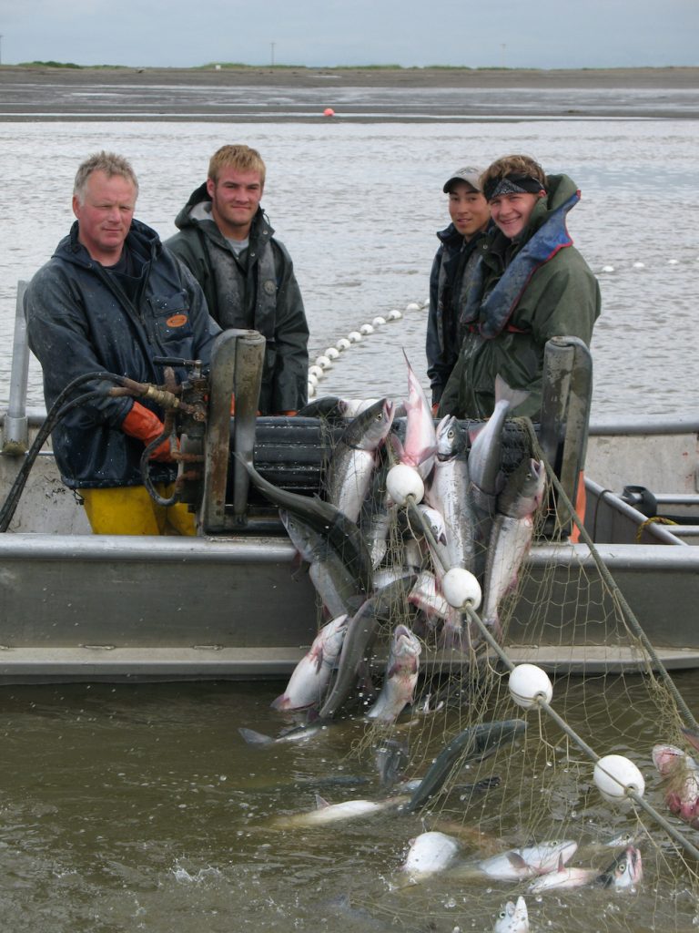 Fishing crew hauls in a net with lots of caught salmon
