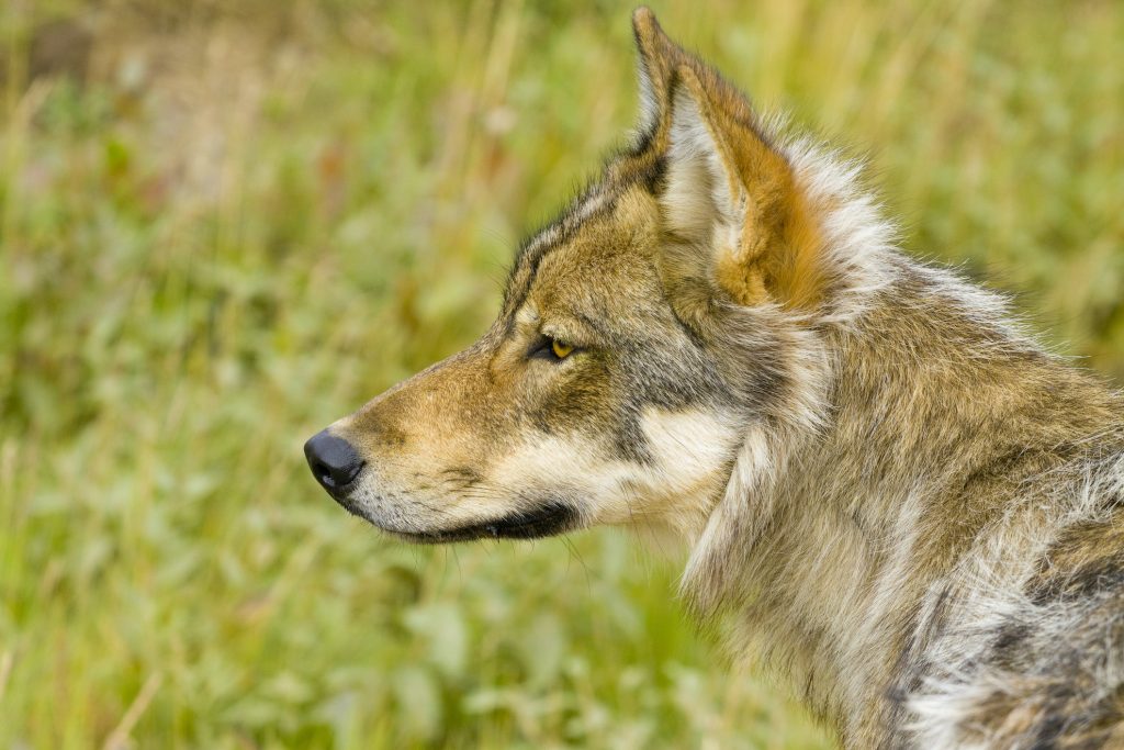 Side profile of wolf