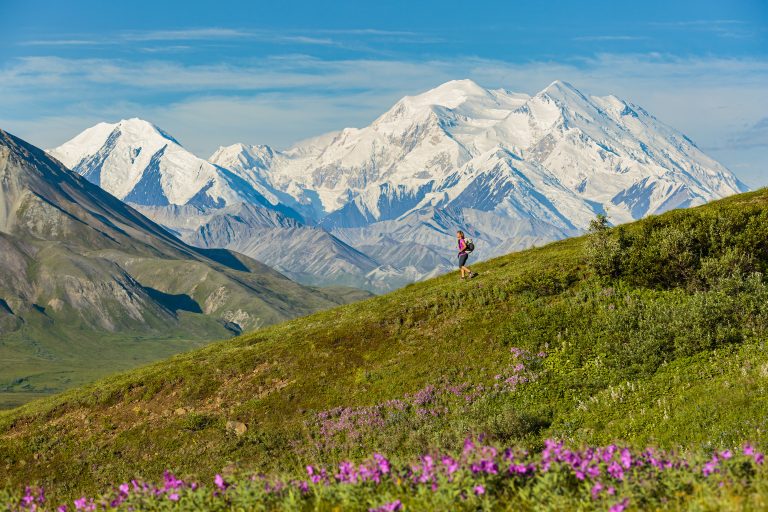 Photography From Decades Working In Denali A hiker walks down a green slope with purple wildflowers in foreground and Denali in background