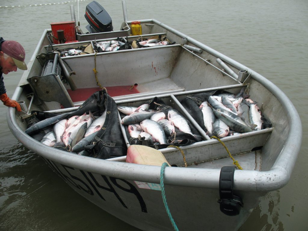 skiff with compartments full of sockeye