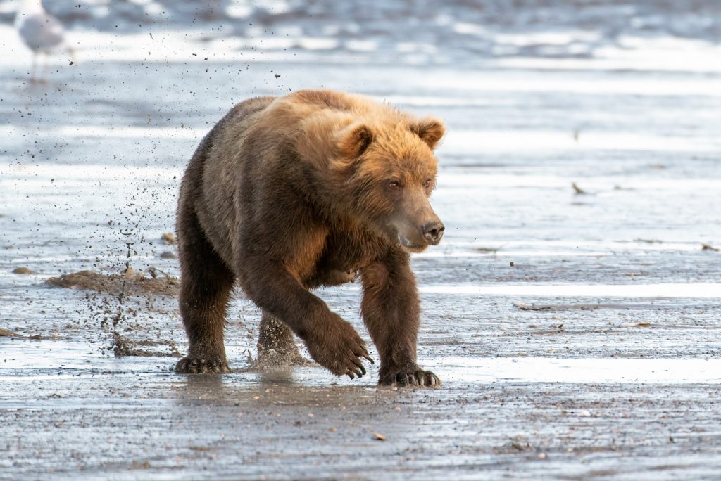 Mother bear charging across muddy coastal flats