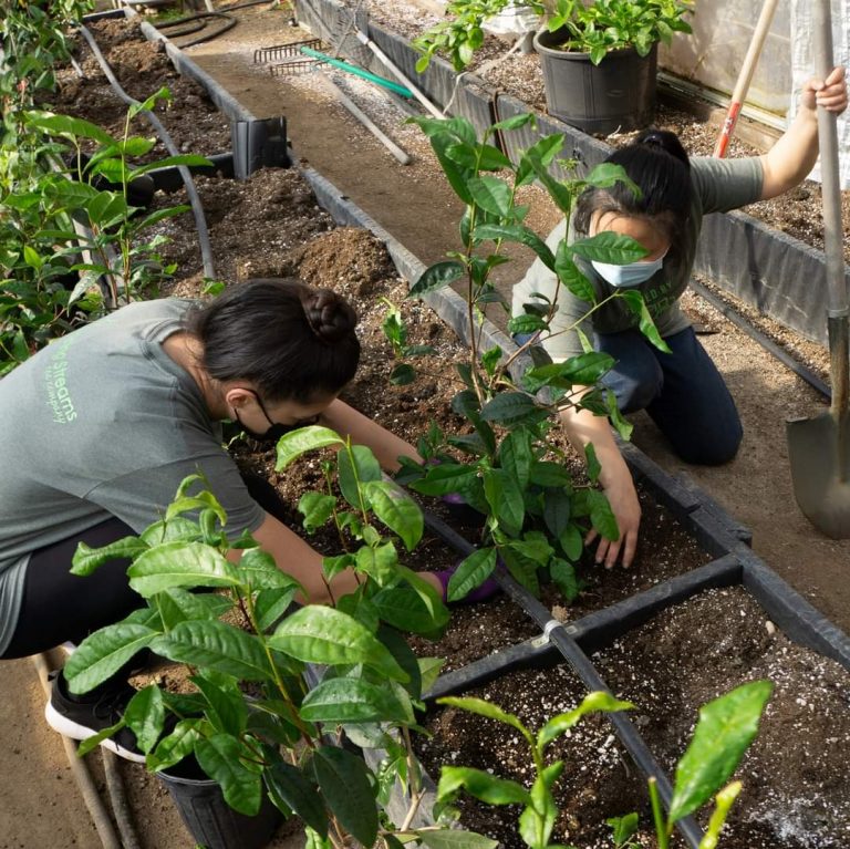 Sipping Streams team planting the tea farm