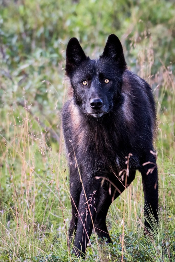 young black wolf