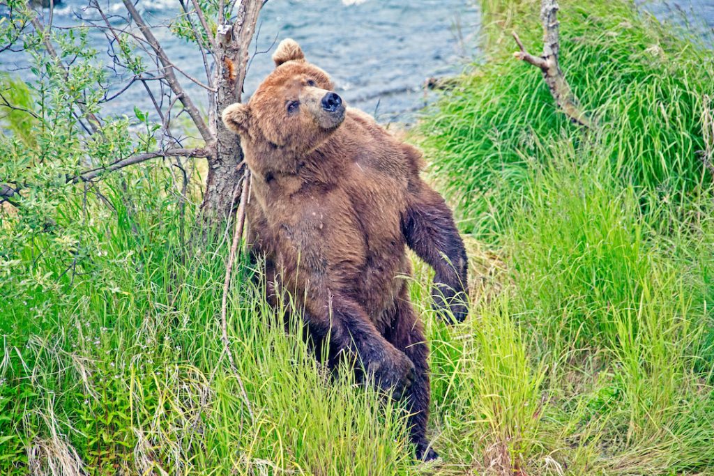 Grizzly rubbing against tree by water