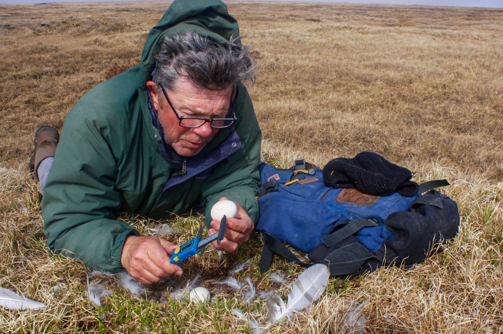 Researcher holds calipers to a white egg while lying on stomach on tundra