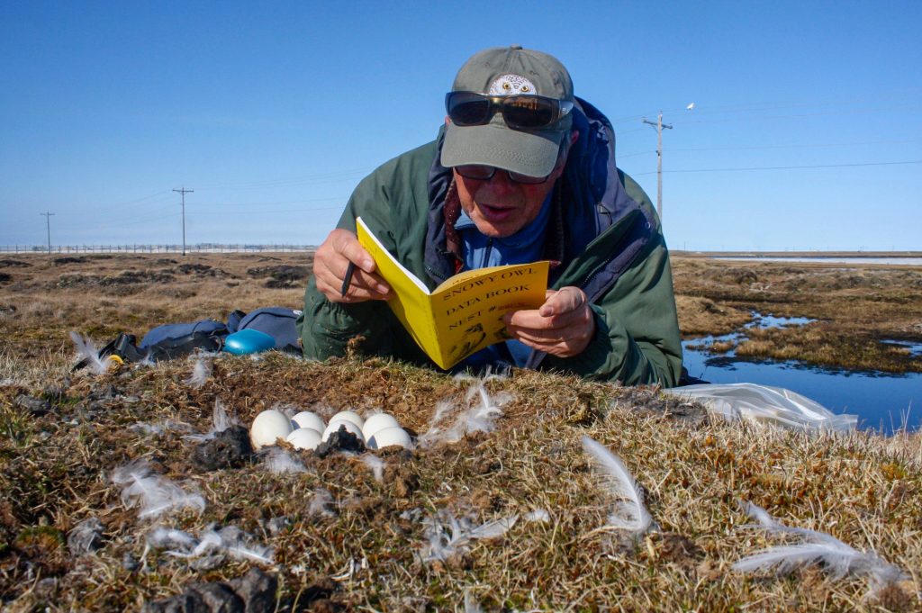 A nest with eggs, a researcher lying on the tundra and holding a yellow data recording book, and in the background a snowy owl on a telephone pole
