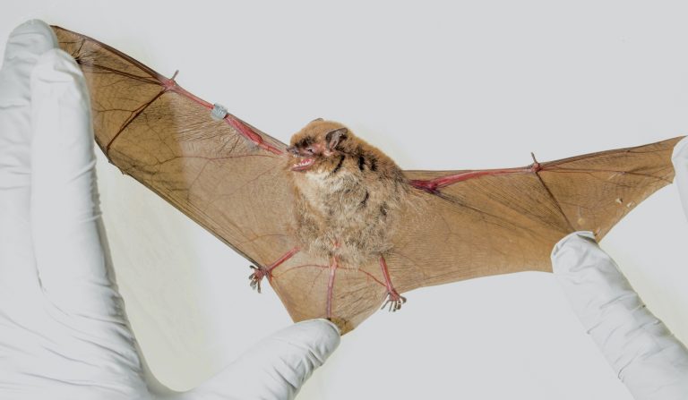 A bat is held with wings stretched wide against a white background by gloved fingers