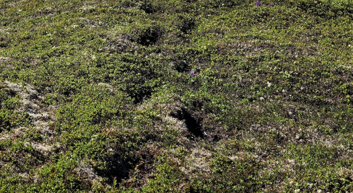 sasquatch or bear trail, footsteps embedded in earth