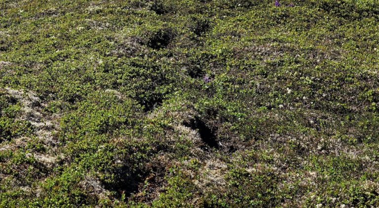 On the Trail of Sasquatch sasquatch or bear trail, footsteps embedded in earth