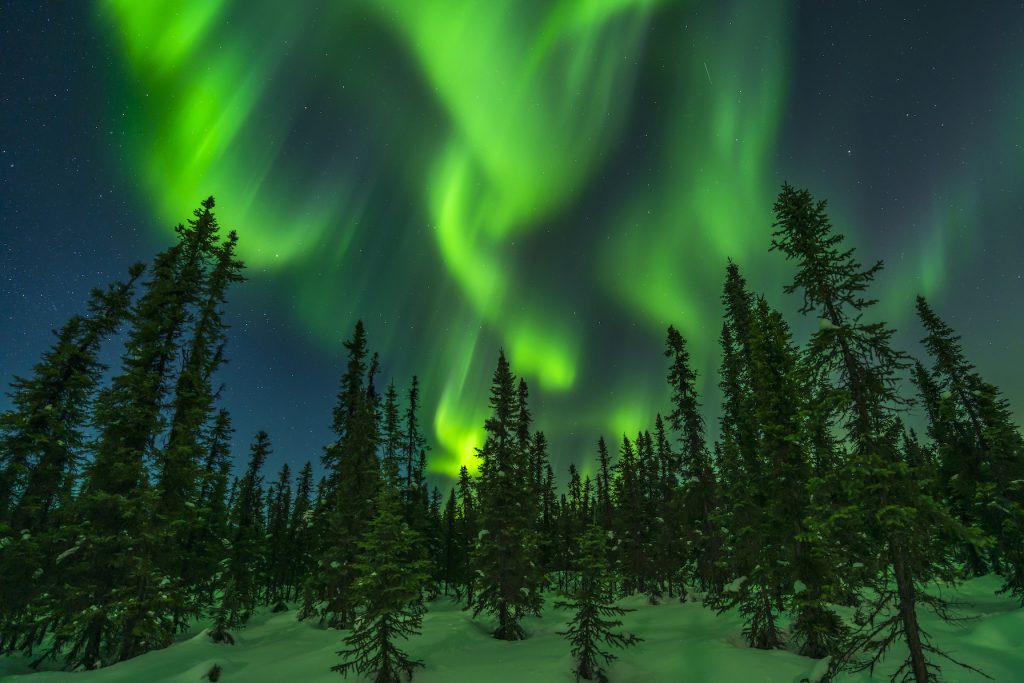 Ribbons of green northern lights swirl in sky above a spruce forest. Ground covered in snow.