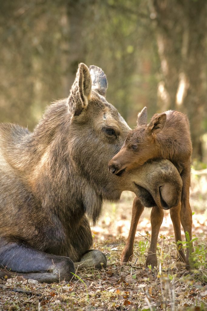 Cow moose lies on ground while its calf stands with its neck draped over the mother's nose