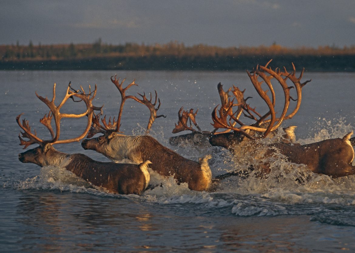 A group of bull caribou splash through shallow water in the Kobuk. Their antlers and bodies lit by golden light.
