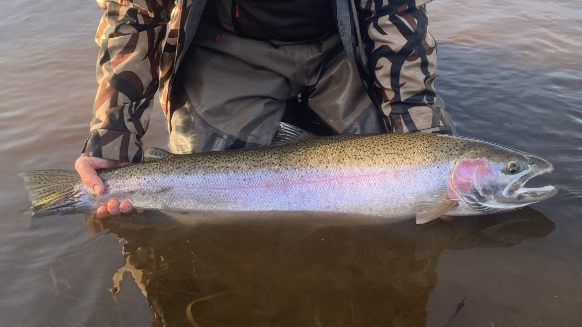 Close on a steelhead held just above the water.