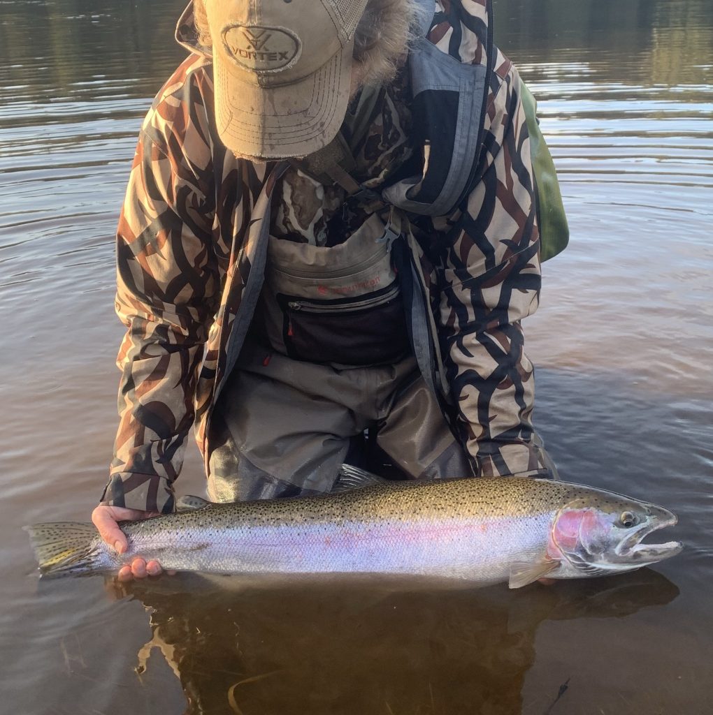 Man kneels in water and shows off steelhead barely above the water