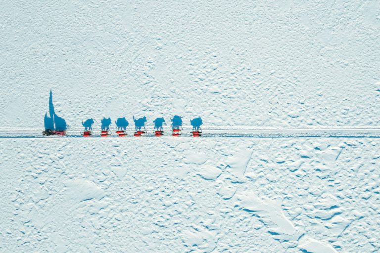 Aerial photo of a musher crossing a white expanse. A low sun casts shadows of the musher and his team on the snow.