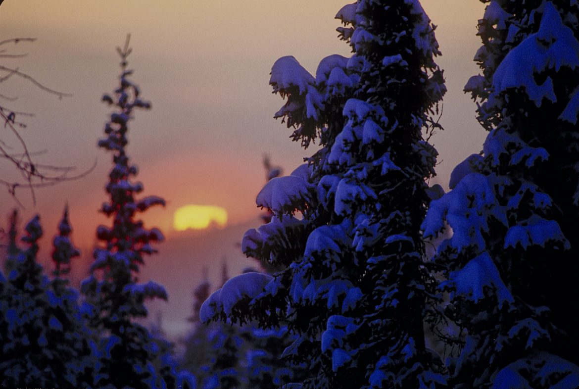 An orange sun barely peeks above the horizon. Spruce trees in the foreground have snow on the branches.