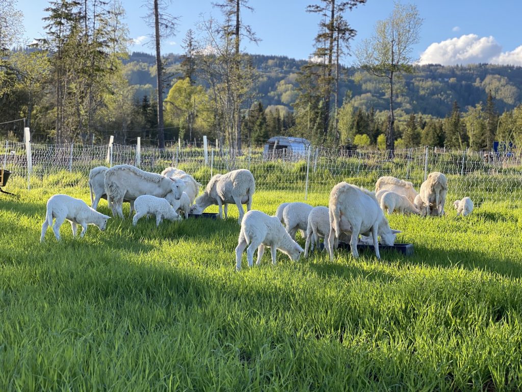 Sheep graze on green grass.