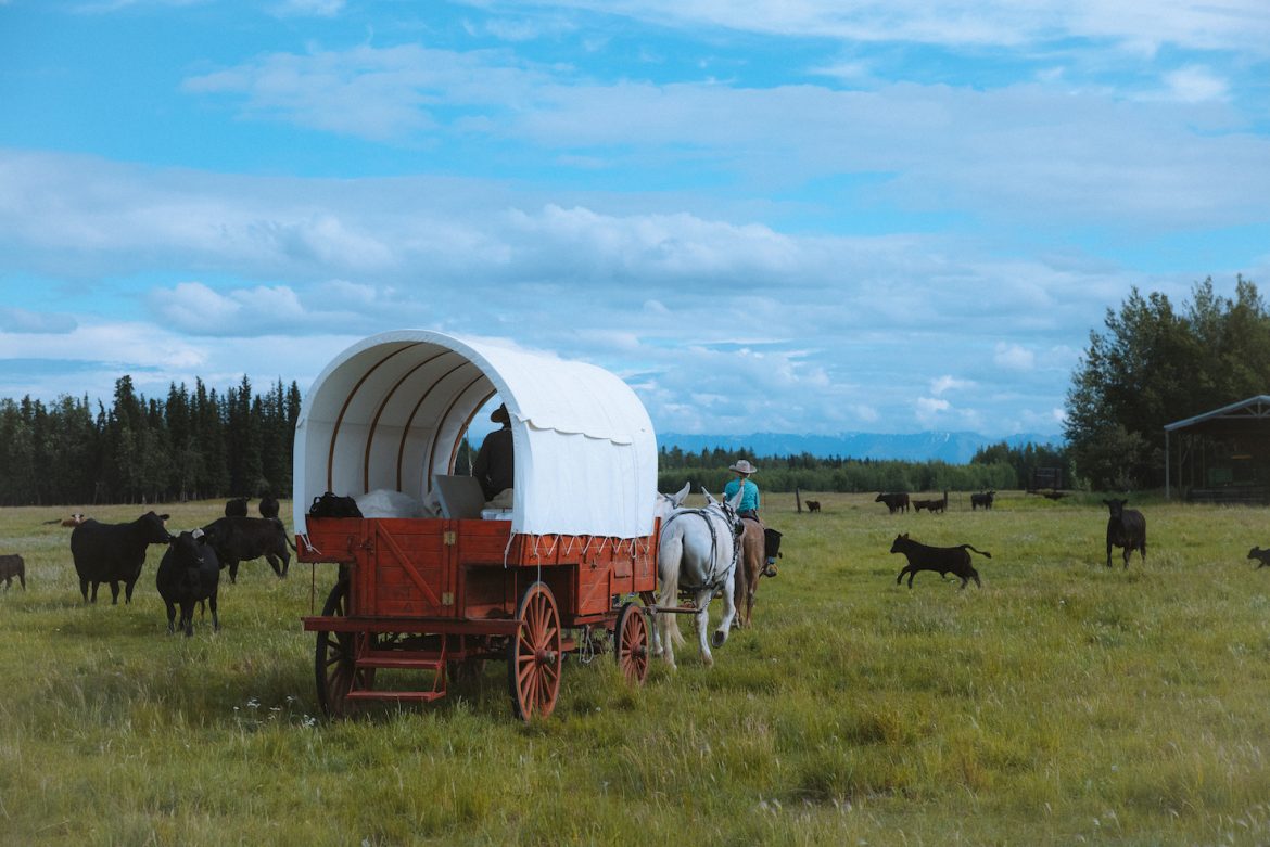 A chuck wagon travels across a grassy field with cattle around. Mountains in the distance.