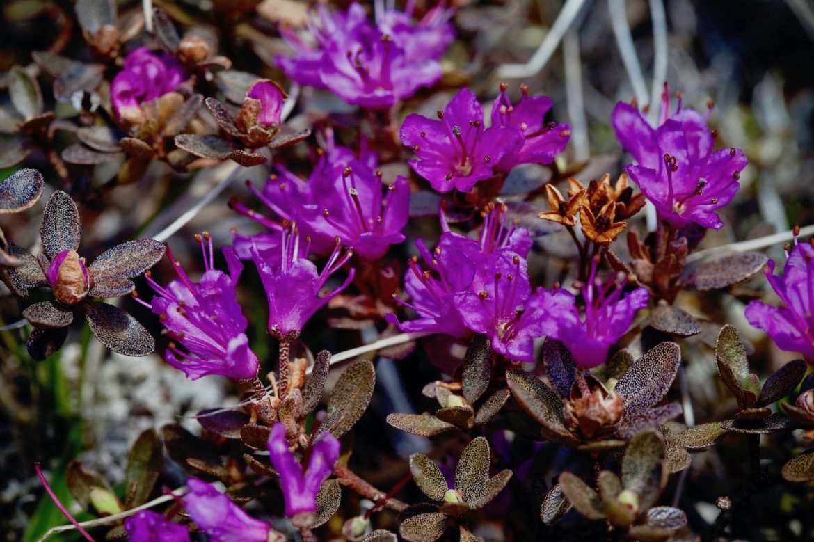 Small, purple flowers pop among muted leaves