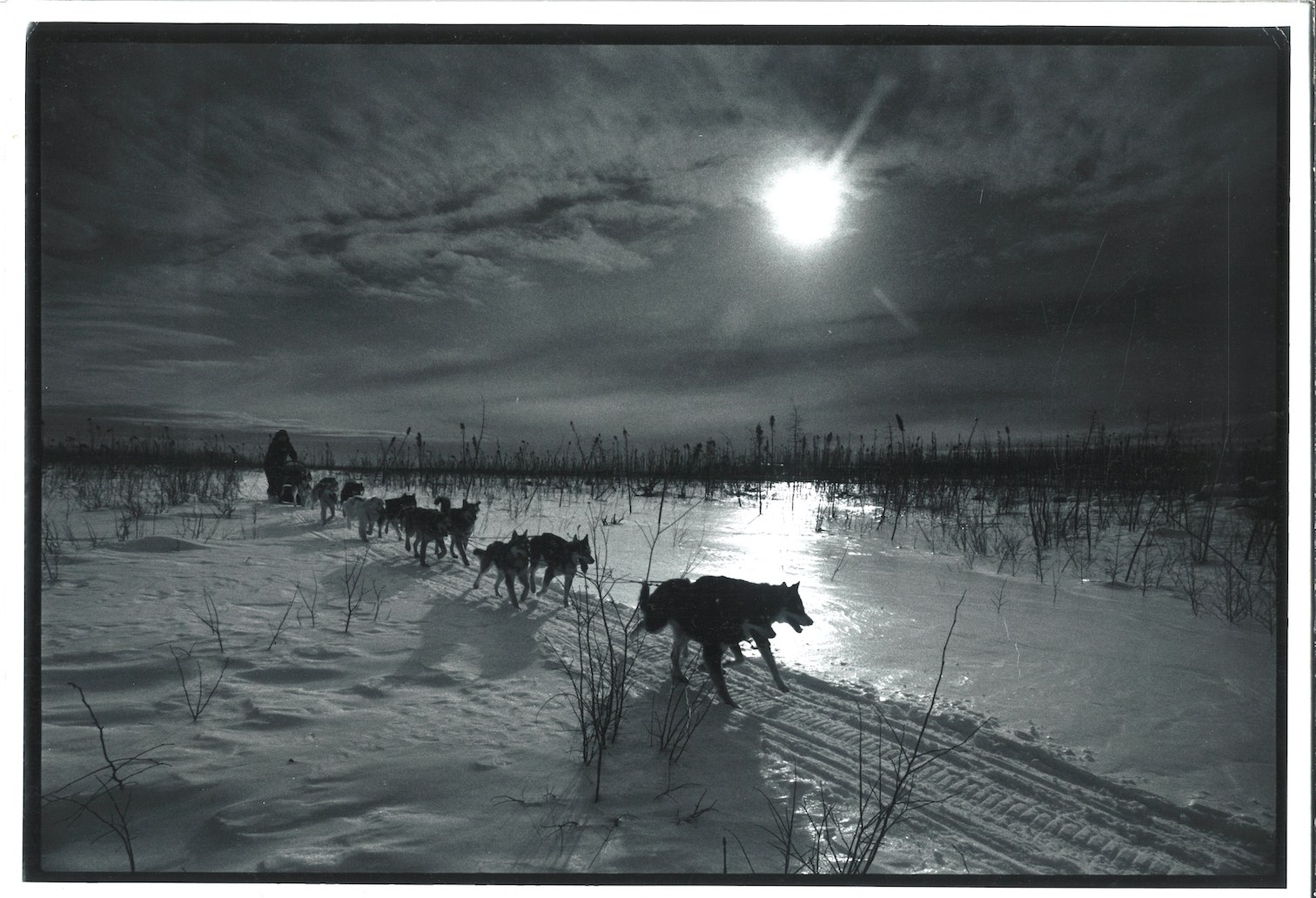 Dog team and musher heading down a small trail in a sparse landscape with moon overhead. Black and white image.